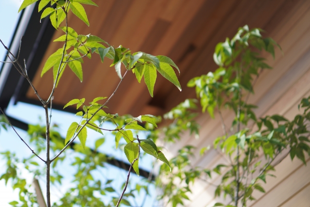 外構の植樹イメージ